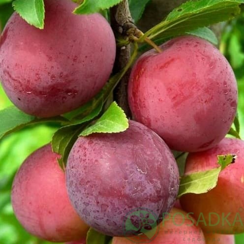 картинка Алыча Данди Голуба 