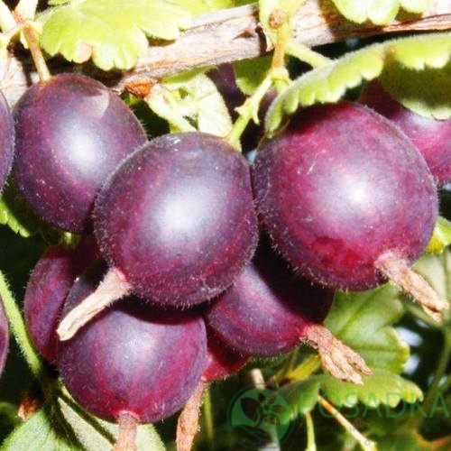 картинка Крыжовник Северный Капитан  картинка Крыжовник Северный Капитан