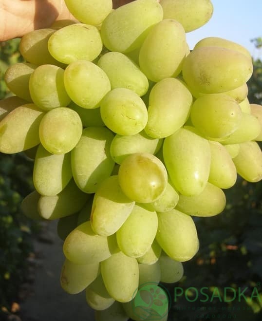 картинка Виноград Дева Мария картинка Виноград Дева Мария