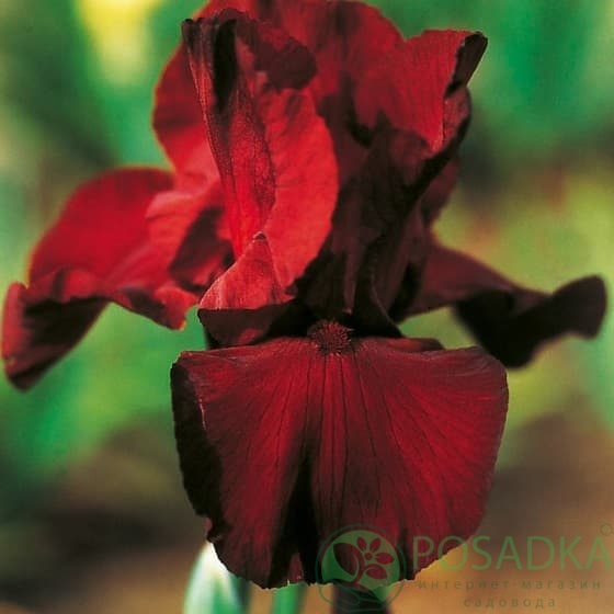 картинка Ирис бородатый Spartan 