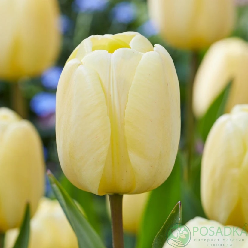 картинка Тюльпан Ivory Floradale 