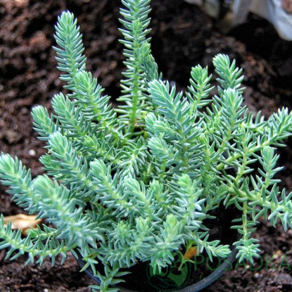 картинка Очиток (седум) Blue Spruce 