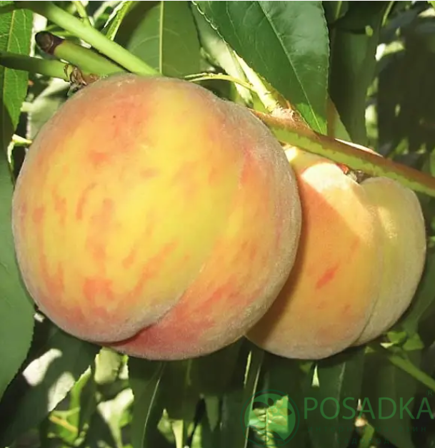 картинка Персик Старк Эрли Гло 