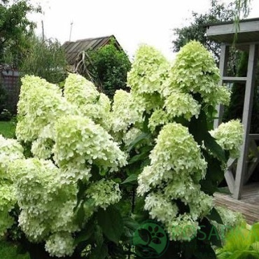картинка Гортензия метельчатая Limelight (Лаймлайт) 