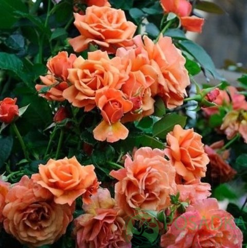 картинка Роза флорибунда Изи Даз Ит С2 