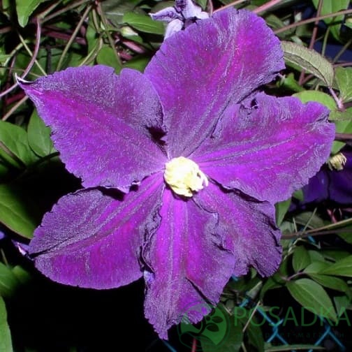 картинка Клематис Viola 