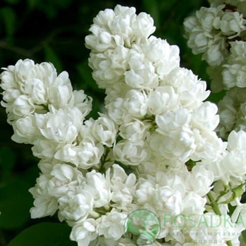 картинка Сирень обыкновенная Память о Колесникове 