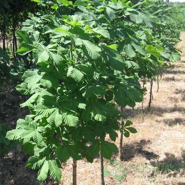 картинка Саженцы каштана 