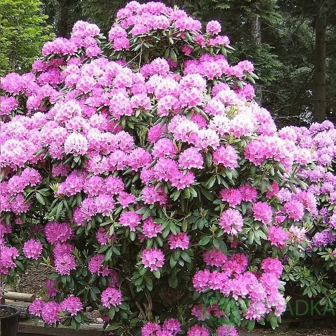 картинка Рододендрон катевбинський Roseum Elegans С10 