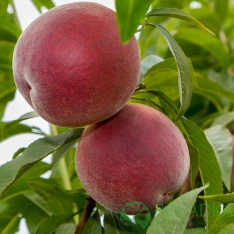 картинка Персик Рич Леди 