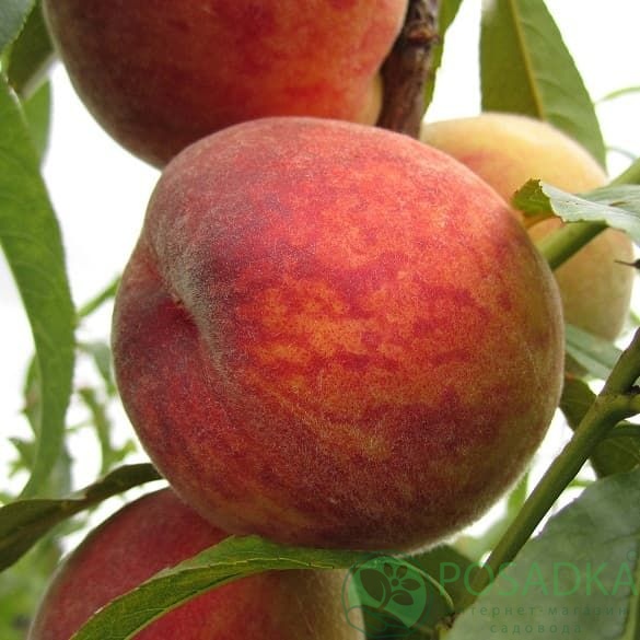 картинка Персик Иван Тупицин 