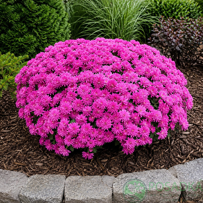 картинка Хризантема мультифлора Sweet Pink 
