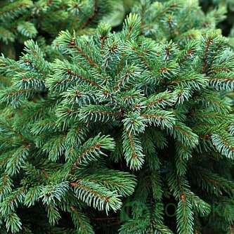 картинка Ель канадская Эхиниформис 3л 