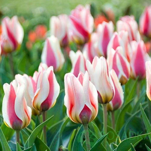 картинка Тюльпан Mary Ann (3 шт) р9  картинка Тюльпан Mary Ann (3 шт) р9