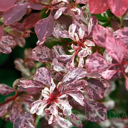 картинка Барбарис Тунберга Rose Glow 