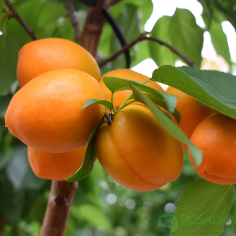 картинка Абрикос колоновидный Компакта 