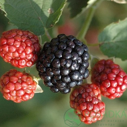 картинка Ежевика Осейдж (Osage) 