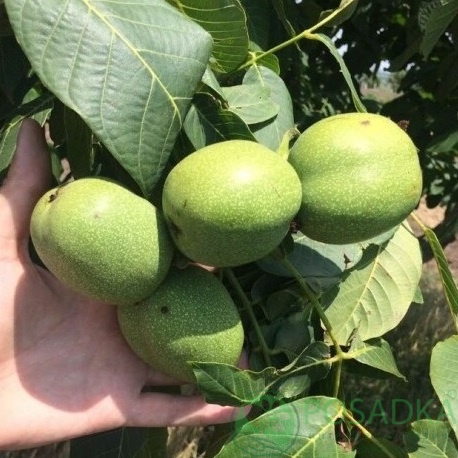 картинка Грецкий орех Казаку 