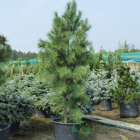 картинка Сосна веймутова Фастигиата 5л 