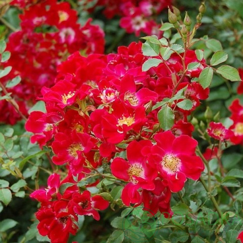 картинка Роза почвопокровная Руж Мейяндекор 