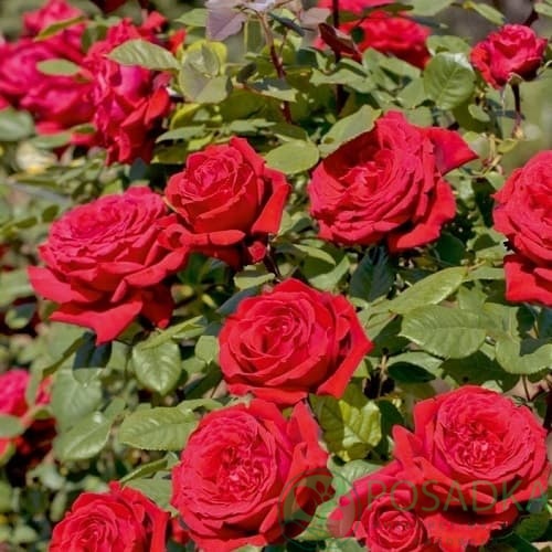 картинка Роза чайно-гибридная Ботеро 