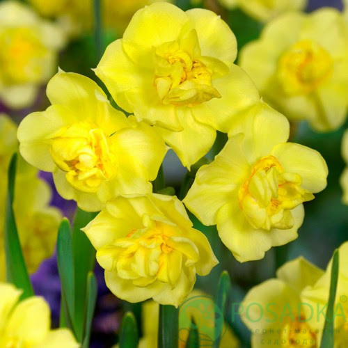 картинка Нарцисс Yellow Cheerfulness 