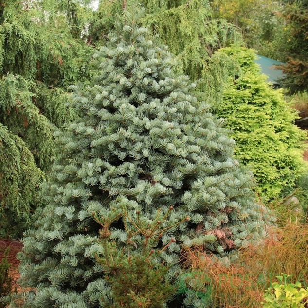 картинка Пихта одноцветная Acher`s Dwarf 