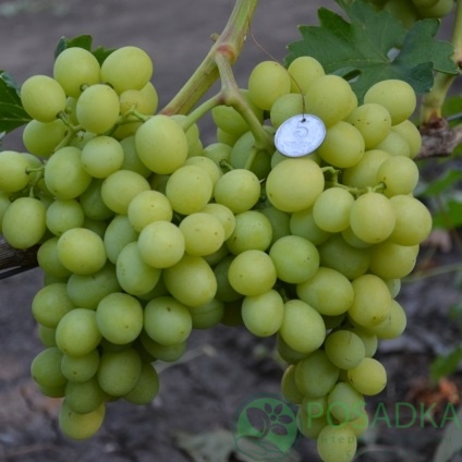 картинка Виноград Нельсон 
