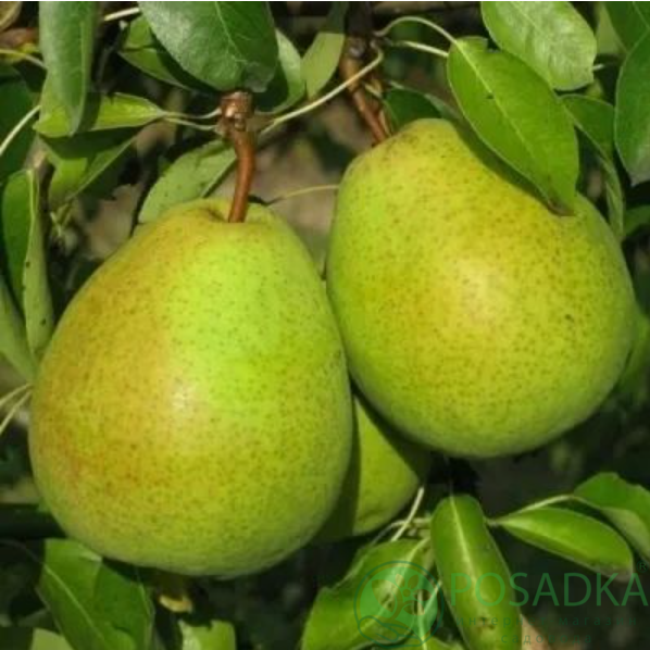 картинка Груша колоновидная Найт Верт 