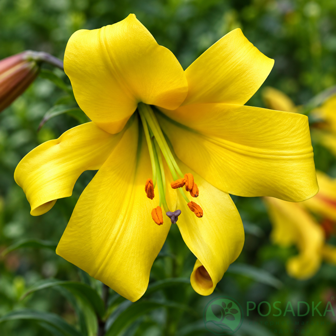 картинка Лилия Golden Splendor 