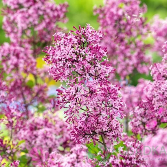 картинка Сирень Ред Пикси (Syringa Red Pixie) 