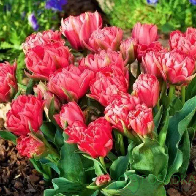 картинка Тюльпан Toronto Double (3 шт) р9 