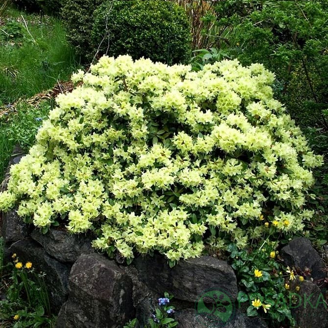 картинка Рододендрон плотный Shamrock 