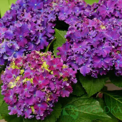 картинка Гортензия крупнолистная Curly Sparkle Blue Purple 