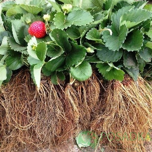 картинка Клубника Большая Неси  картинка Клубника Большая Неси