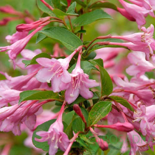 картинка Вейгела Пинк Принцесс 