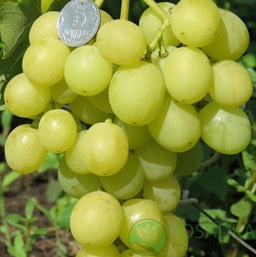 картинка Виноград Золотая королева 