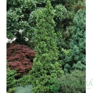 картинка Туя западная Дегрут Спайр 