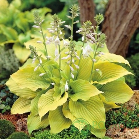 картинка Хоста Piedmont Gold 