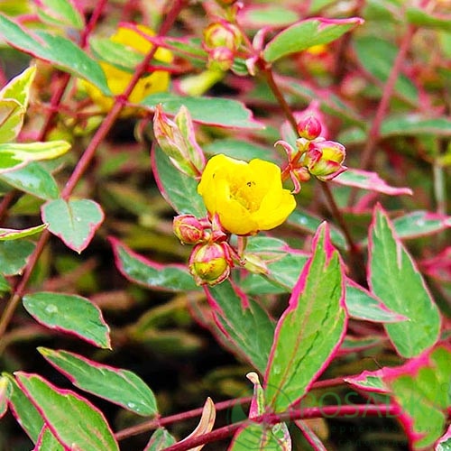 картинка Зверобой Мозера Tricolor  картинка Зверобой Мозера Tricolor