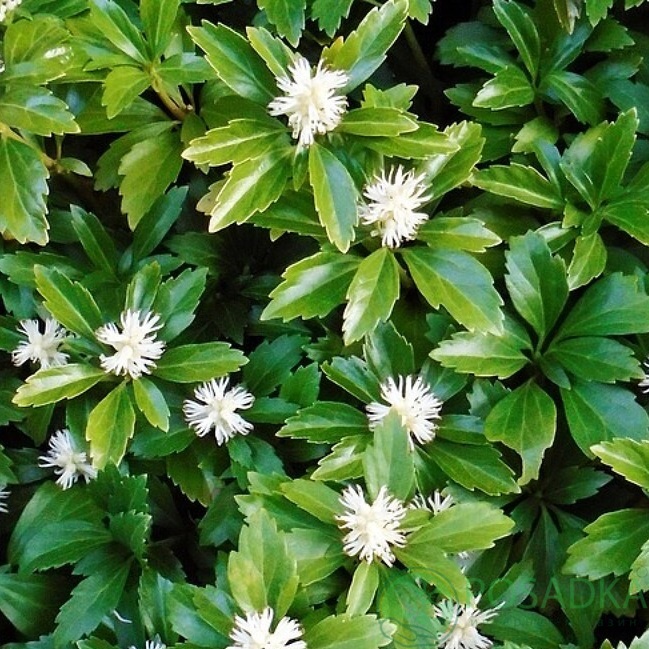 картинка Пахизандра верхушечная 