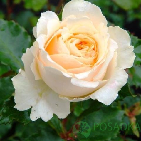 картинка Роза флорибунда Крем Грация (Cream Gracia) 