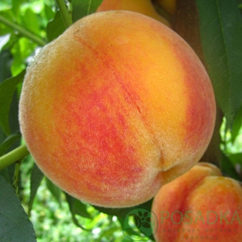 картинка Персик Перкоче Ромеа 