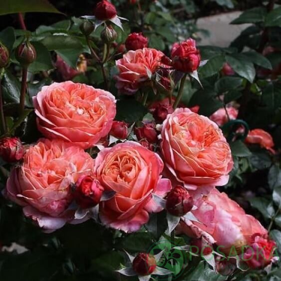 картинка Роза чайно-гибридная Мэри Энн (Mary Ann) 