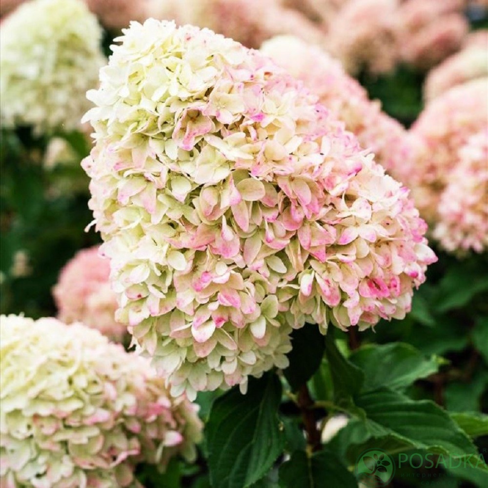 картинка Гортензия метельчатая Pinkachu (Пинкачу) 