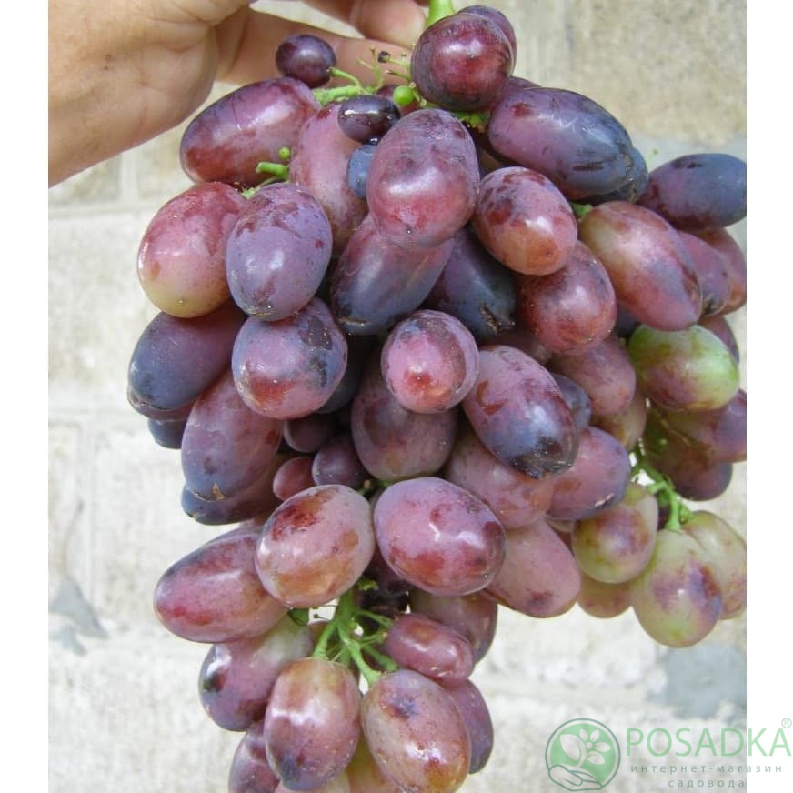 картинка Виноград Калиста 