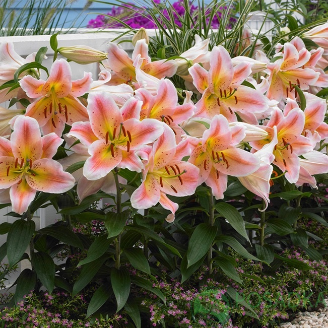 картинка Лилия Salmon Party 