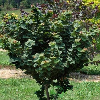 картинка Церцис канадский Little Woody 