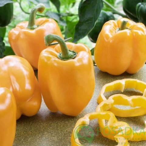 картинка Семена Перец Желтый квадрат 0.2 г, Seedera 