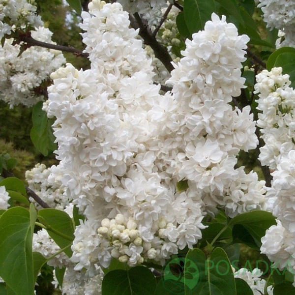 картинка Сирень Леся Украинка 